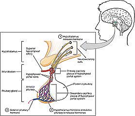 Anterior Pituitary Complex Anterior Pituitary Complex
