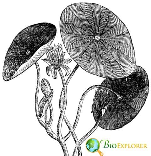 Aquatic Plants Aquatic Plants