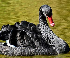 Black Swan (Cygnus atratus) Black Swan (Cygnus atratus)