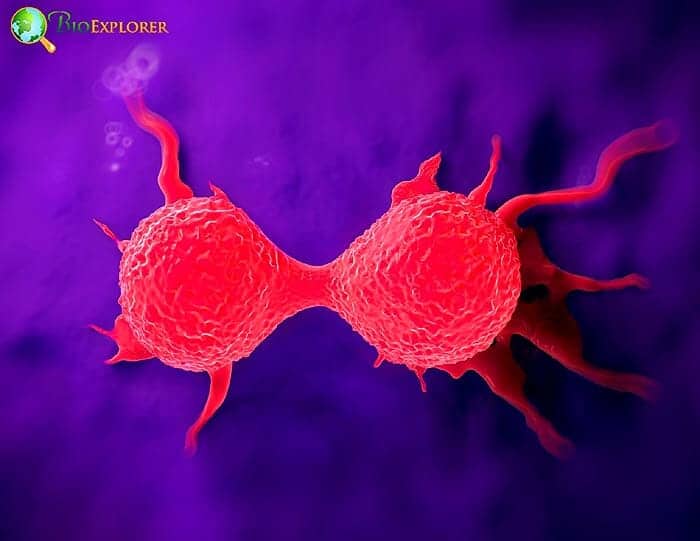 Breast Cancer Cells Breast Cancer Cells