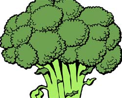 Cruciferous Vegetable (Broccoli) Cruciferous Vegetable (Broccoli)