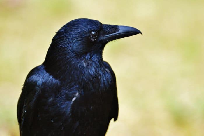 Why is it called a carrion crow? Why is it called a carrion crow?