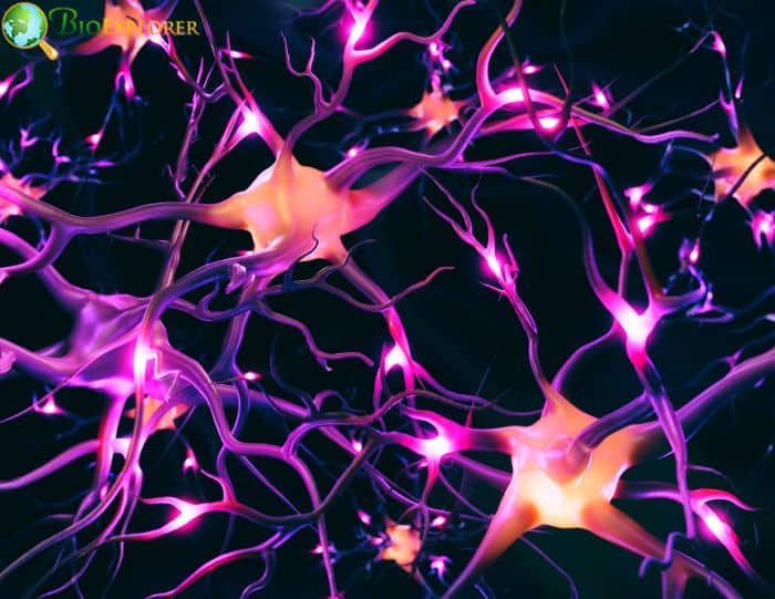 Cell Communication Cell Communication