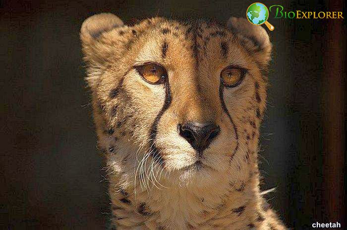 Top 26 Animals With BEST Eyesight (Visual Adaptations) Top 26 Animals With BEST Eyesight (Visual Adaptations)