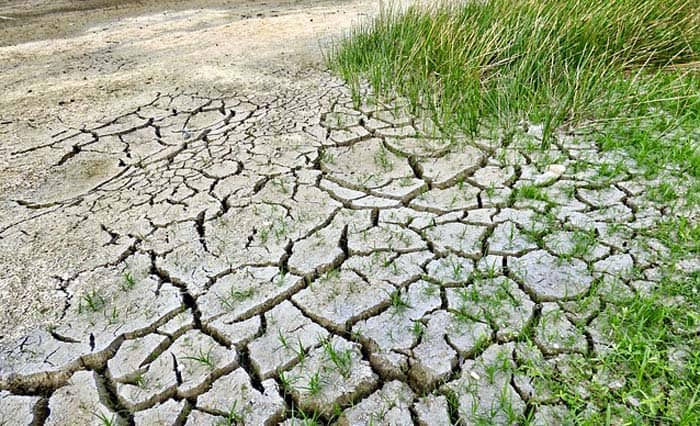 Climate change on plants Climate change on plants