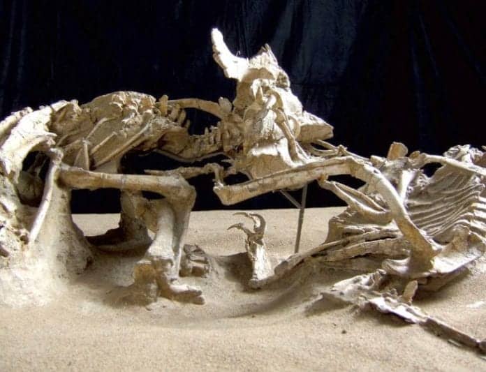 15 BEST Dinosaur Fossil Discoveries Of All Times Bio Explorer