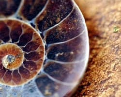 Fossil Fossil