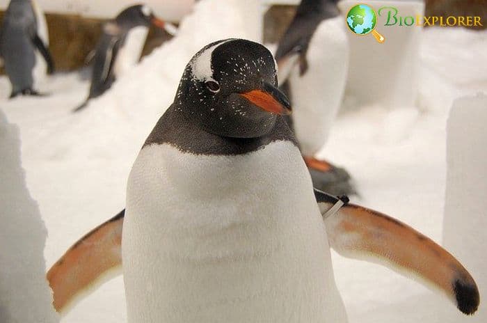 Top 18 BEST Tundra Animal Adaptations Top 18 BEST Tundra Animal Adaptations