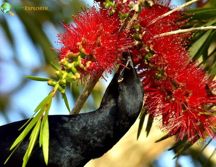 Greater Antillean Grackle | Quiscalus Niger | North American Bird | Facts