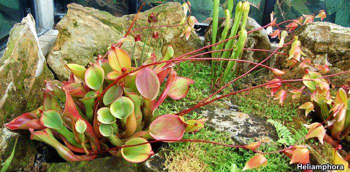 Heliamphora