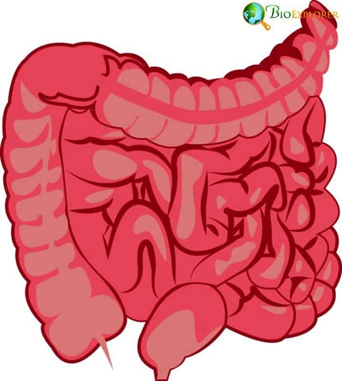Intestinal Tracts Intestinal Tracts