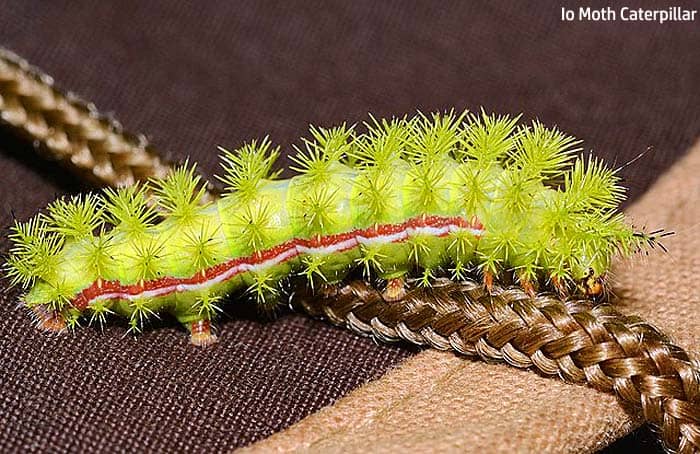 Florida Caterpillar Identification Chart