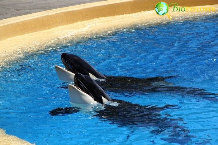 Kill Whales Kill Whales