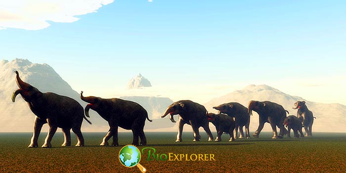 Megafauna Megafauna
