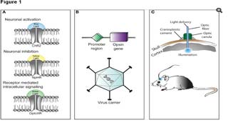 Optogenetics