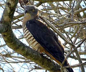Pacific Baza Pacific Baza