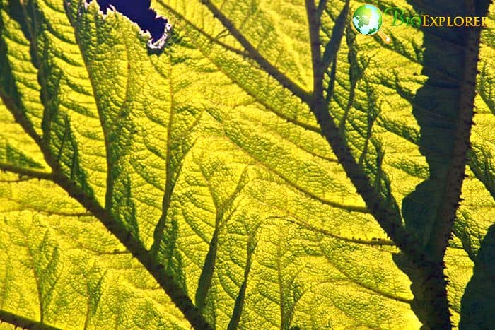 Plant In Sunlight Plant In Sunlight