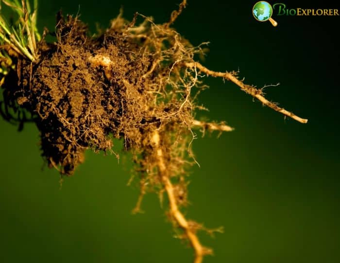 Plant Roots Plant Roots