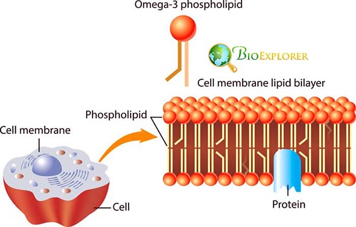 Plasma Membrane Plasma Membrane