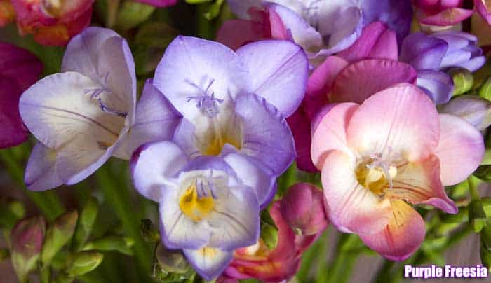 Purple freesia Purple freesia