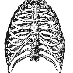 Ribs Bones Ribs Bones