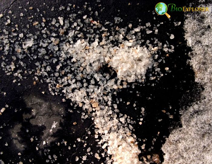 Road Salt Road Salt