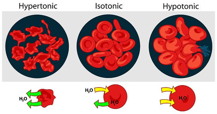 White Blood Cells White Blood Cells