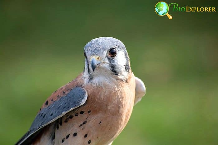 American Kestrel (Massachusetts Bird) American Kestrel (Massachusetts Bird)