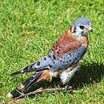 American Kestrel In Massachusetts American Kestrel In Massachusetts