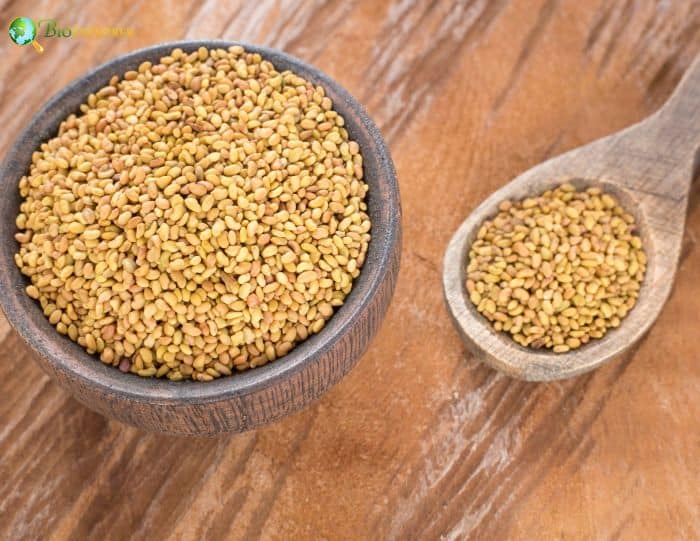 Alfalfa Flower | Medicago Sativa | Lucerne Hay | Fun Facts