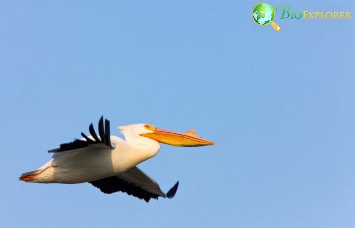 American Pelican In Flight In Oregon American Pelican In Flight In Oregon