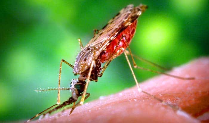 Anopheles Mosquito Anopheles Mosquito