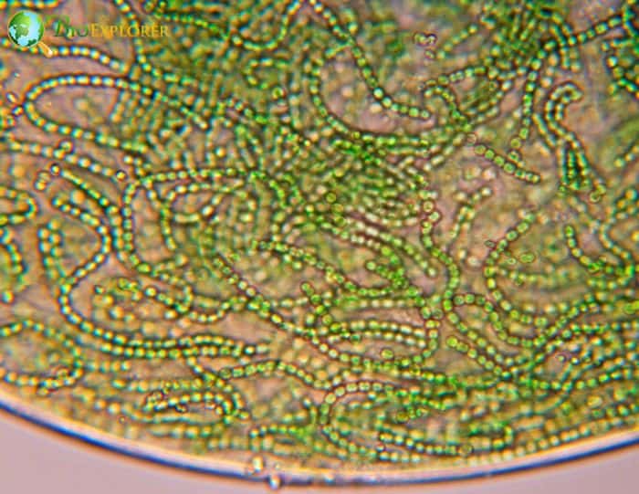 Cyanobacteria Cyanobacteria