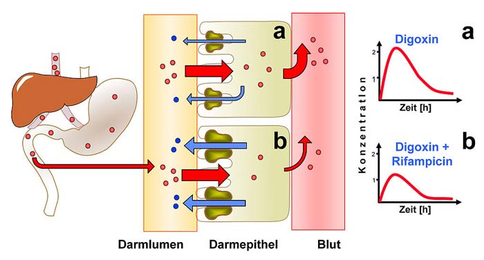 Digoxin Digoxin
