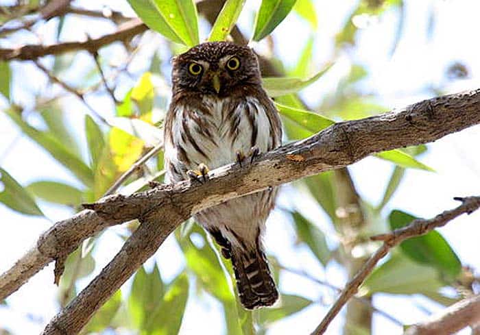 Ferruginous Pygmy Owl