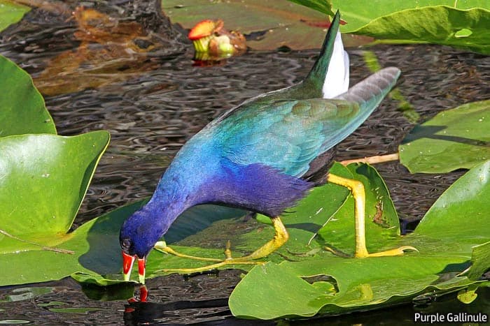 Florida Purple Gallinule Florida Purple Gallinule
