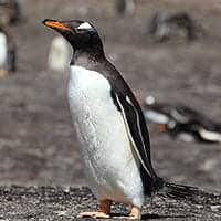 Gentoo Penguin Gentoo Penguin