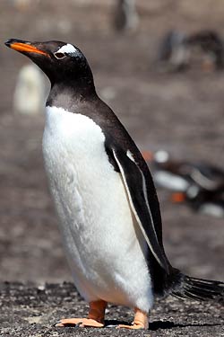 Gentoo Penguin Gentoo Penguin