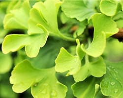 Healthy Plant Healthy Plant