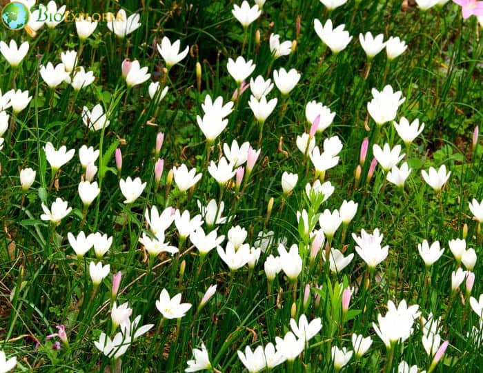 Hill Country Rain Lily