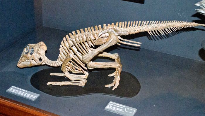 Maiasaura Fossils Montana