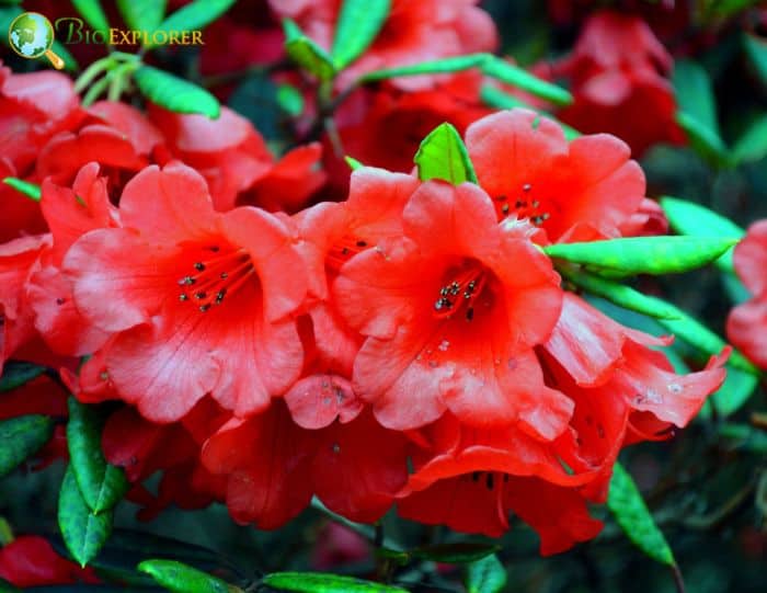 Rhododendron Hino crimson