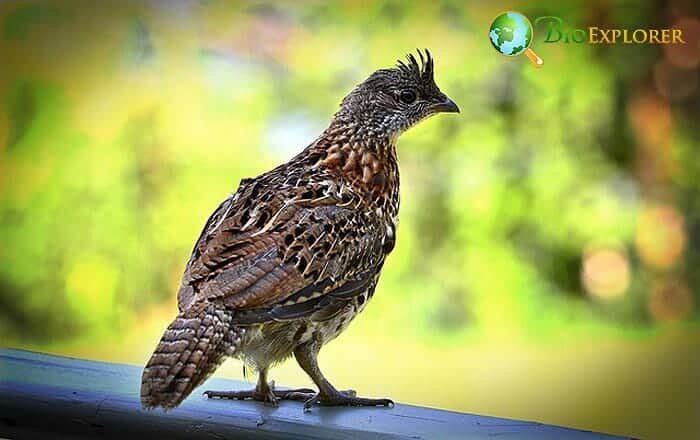Ruffed Grouse (Venomous Bird) Ruffed Grouse (Venomous Bird)