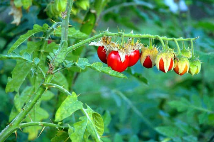 Solanum peruvianum Solanum peruvianum
