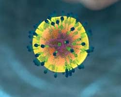 T Helper Cells T Helper Cells