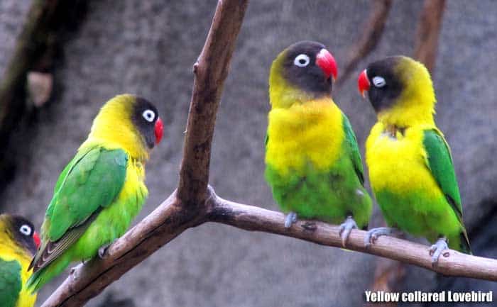 Yellow-collared Lovebird