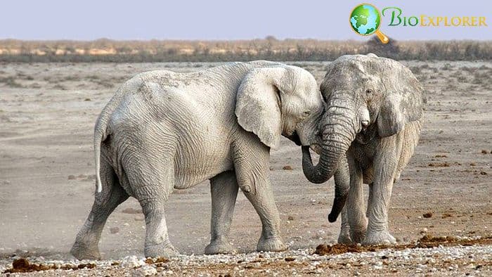 African Elephant African Elephant