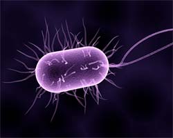 Bacteria Movements by Flagella Bacteria Movements by Flagella