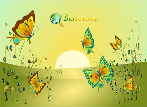 Butterflies Butterflies