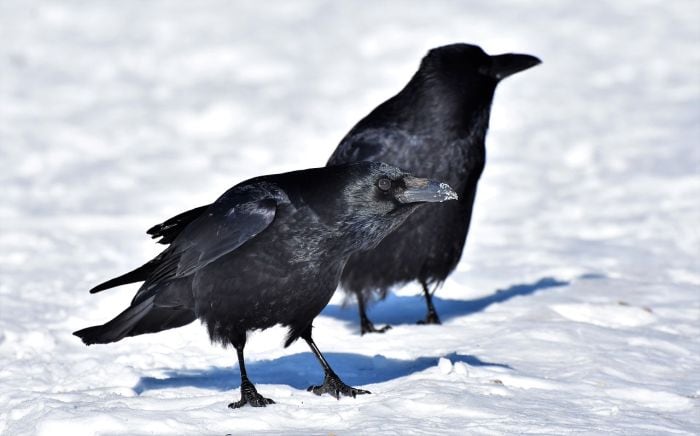 What are carrion crows known for? What are carrion crows known for?
